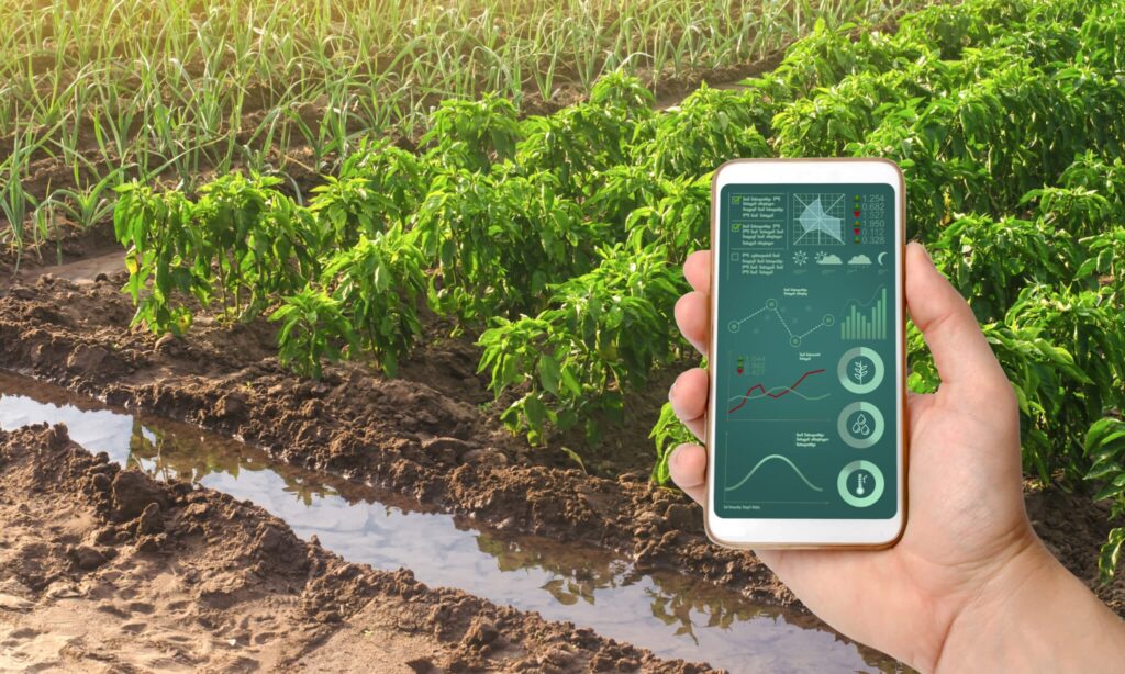 A smartphone with infographics on the background of bell pepper and leek onions plantations . Growing vegetables on the farm, harvesting for sale. Agribusiness and farming. Countryside